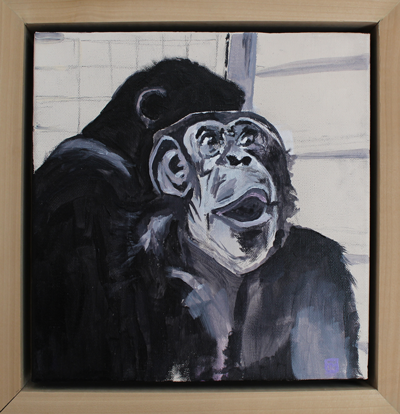 Chimpanzee looks at the sky in amazement.
